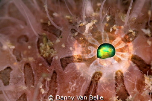 The eye of a hairy frogfish by Danny Van Belle 
